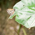 LYCAENIDAE, Arawacus togarna